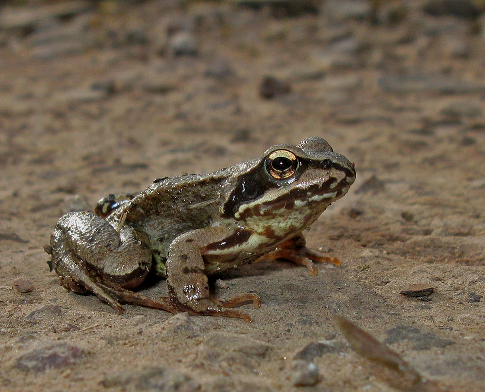 groß war er noch nicht, der Grasfrosch.