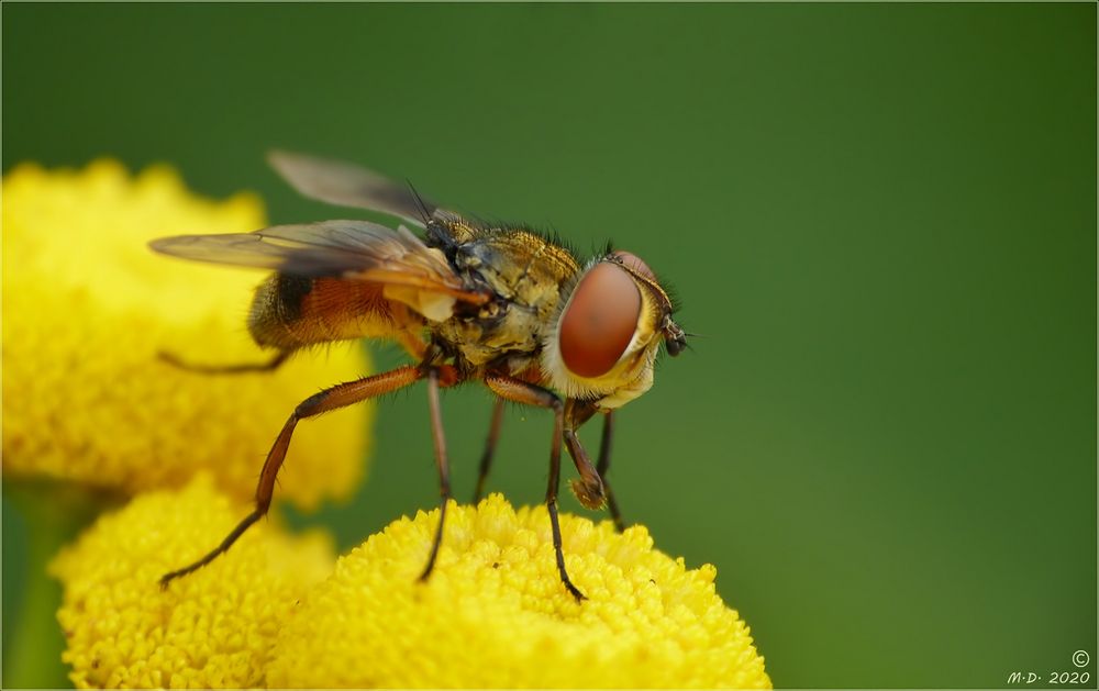 Groß waren die Augen dieser kleinen Fliege.