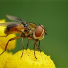 Groß waren die Augen dieser kleinen Fliege.