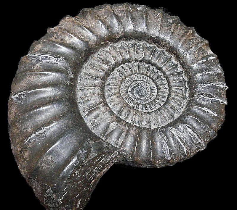 Grossammonit II