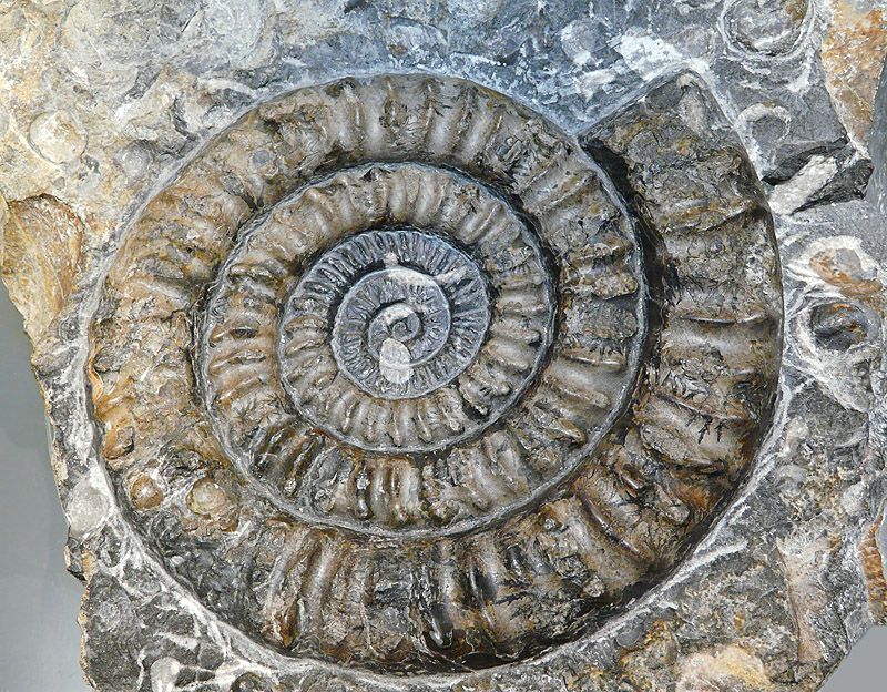 Grossammonit III