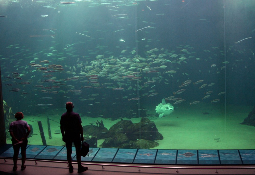 Großaquarium