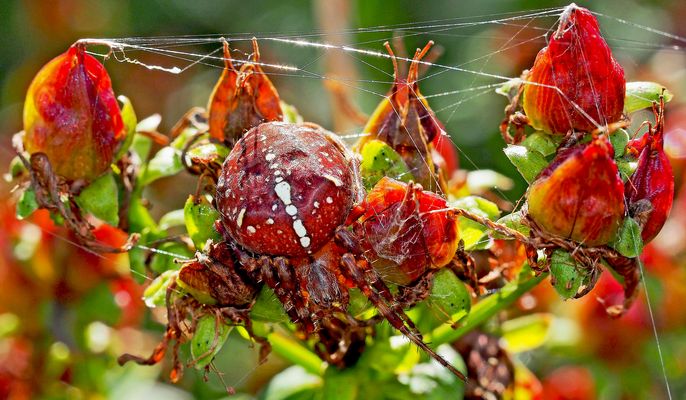 Grossartige Tarnung ...