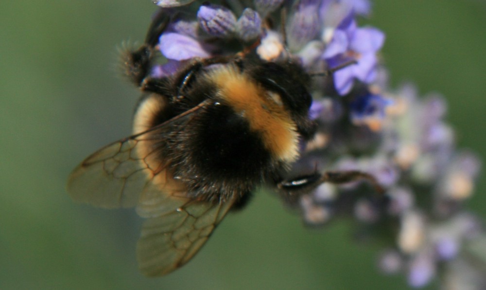 Großaufnahme einer HUmmel