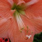 Großaufnahme einer Rittersternblüte (Hippeastrum)