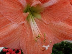 Großaufnahme einer Rittersternblüte (Hippeastrum)