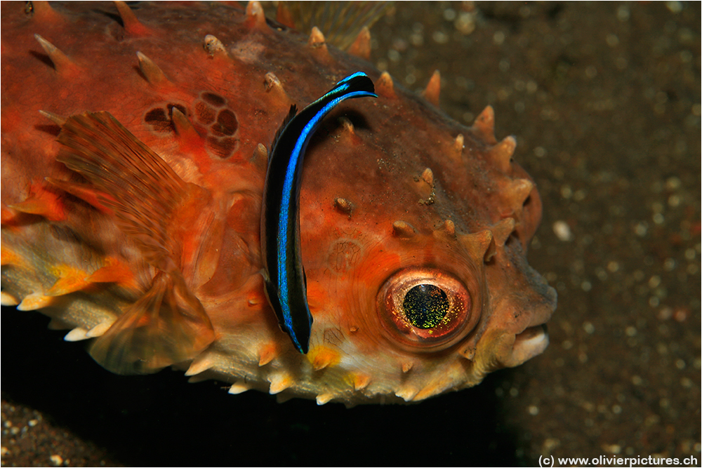 Grossaugen Igelfisch