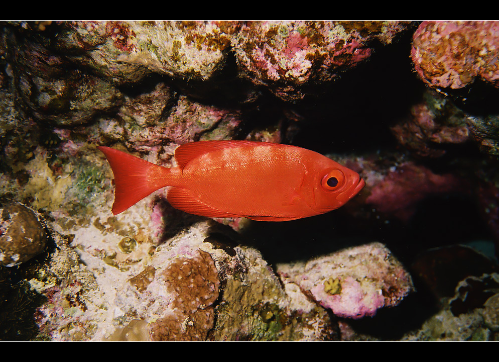 Großaugen - Soldatenfisch