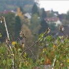 Grossbesuch auf unser Birke