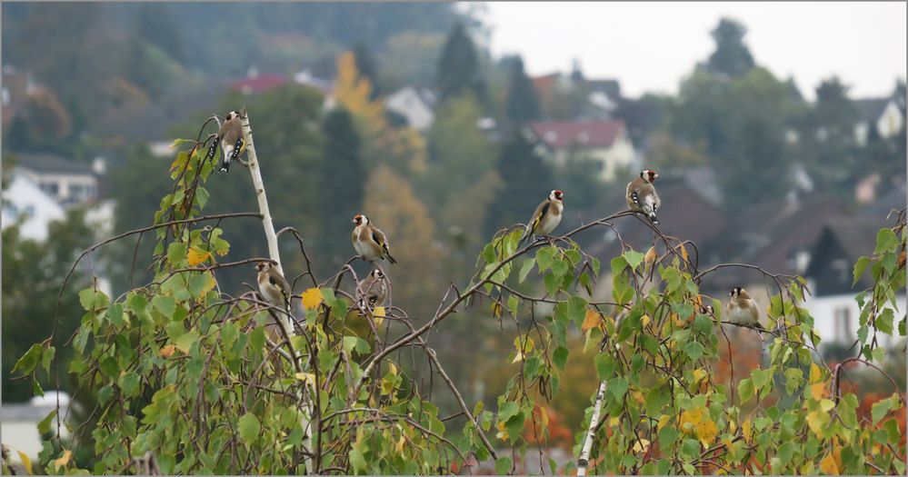 Grossbesuch auf unser Birke