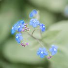 Großblättrige Kaukasusvergissmeinnicht (Brunnera macrophylla) 