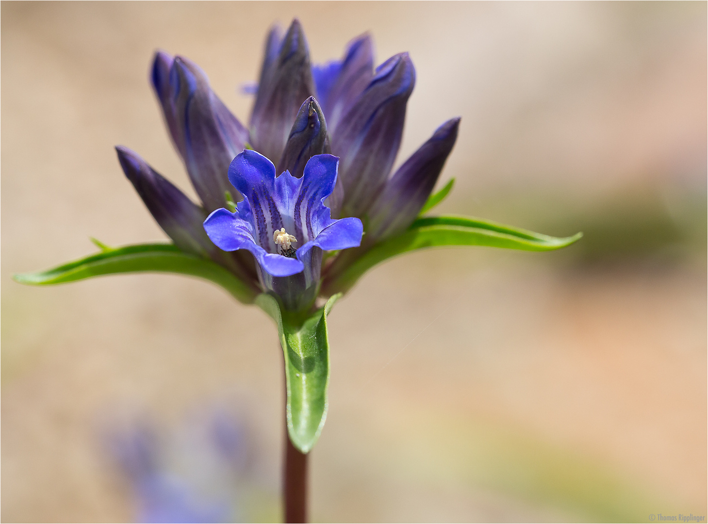 Großblättriger Enzian (Gentiana macrophylla).