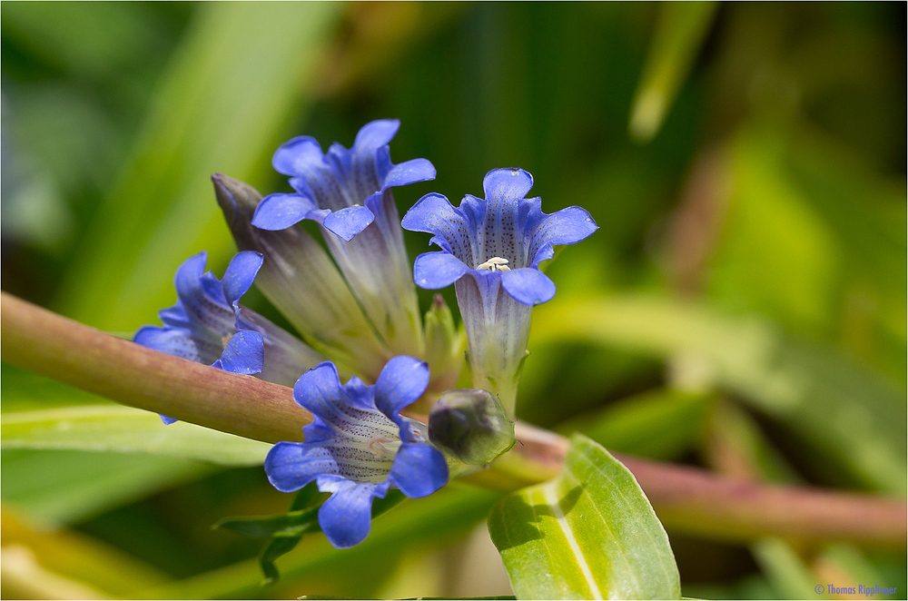 Großblättriger Enzian (Gentiana macrophylla)....