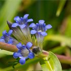 Großblättriger Enzian (Gentiana macrophylla)....