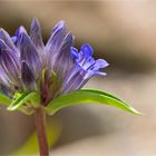 Großblättriger Enzian (Gentiana macrophylla)