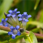 Großblättriger Enzian (Gentiana macrophylla)...