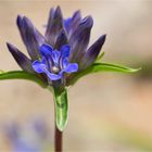 Großblättriger Enzian (Gentiana macrophylla).