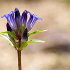 Großblättriger Enzian (Gentiana macrophylla)..