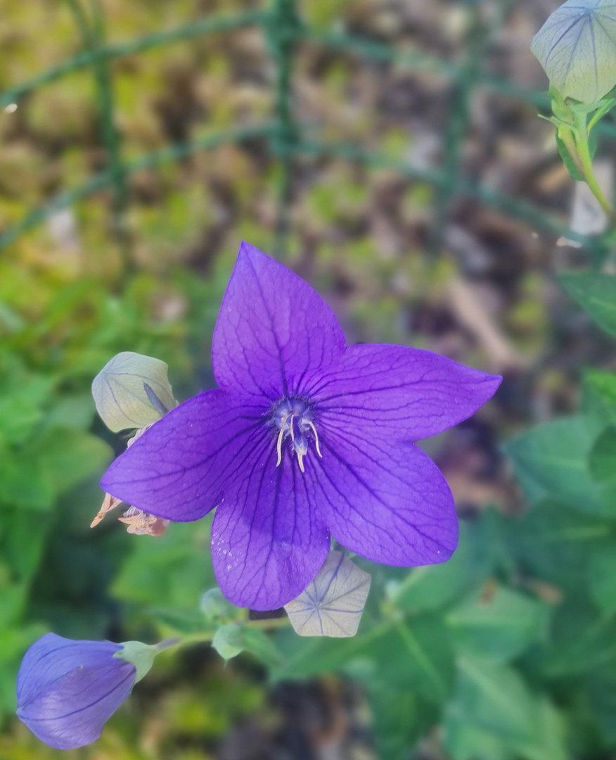 Großblütige Ballonblume 