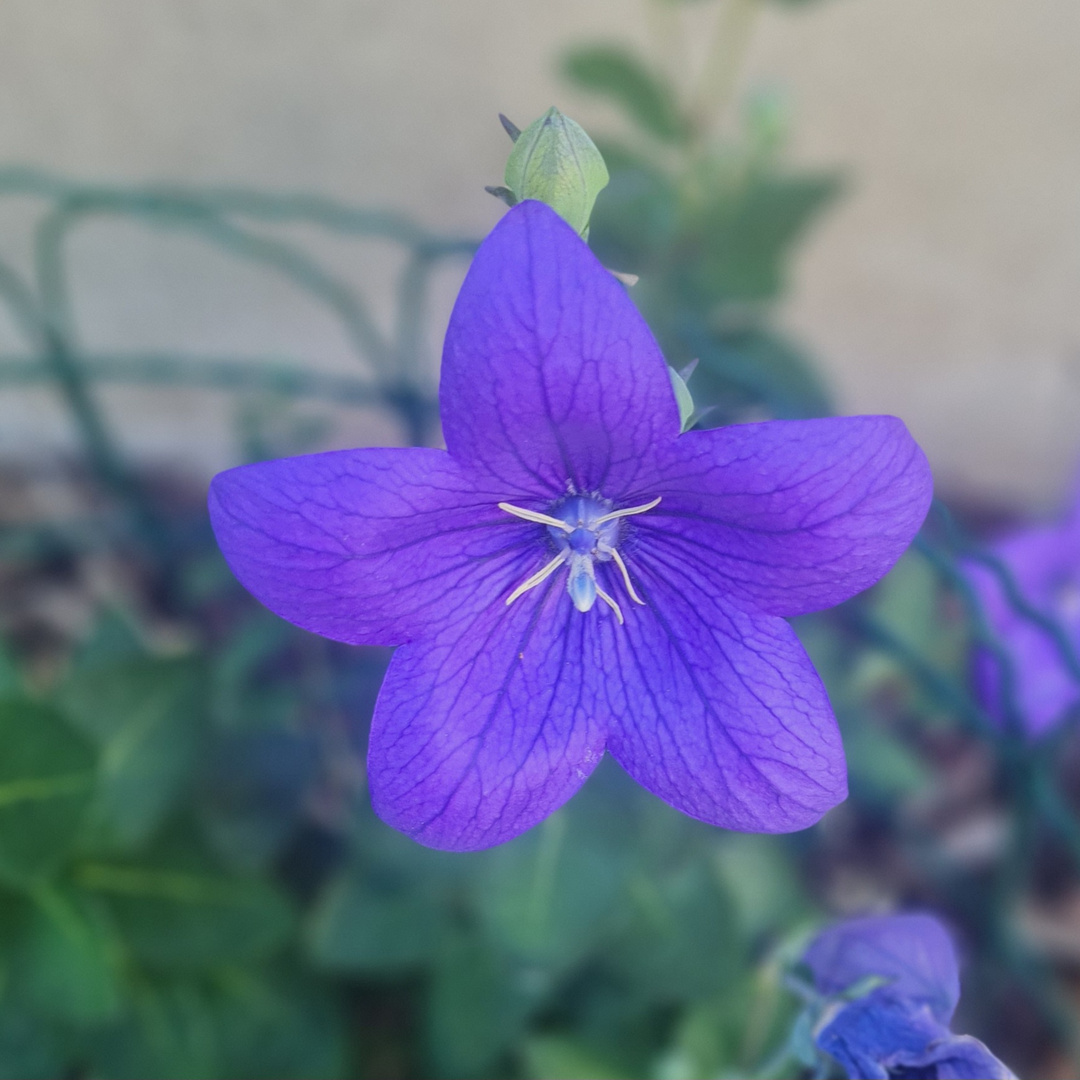 Großblütige Ballonblume 