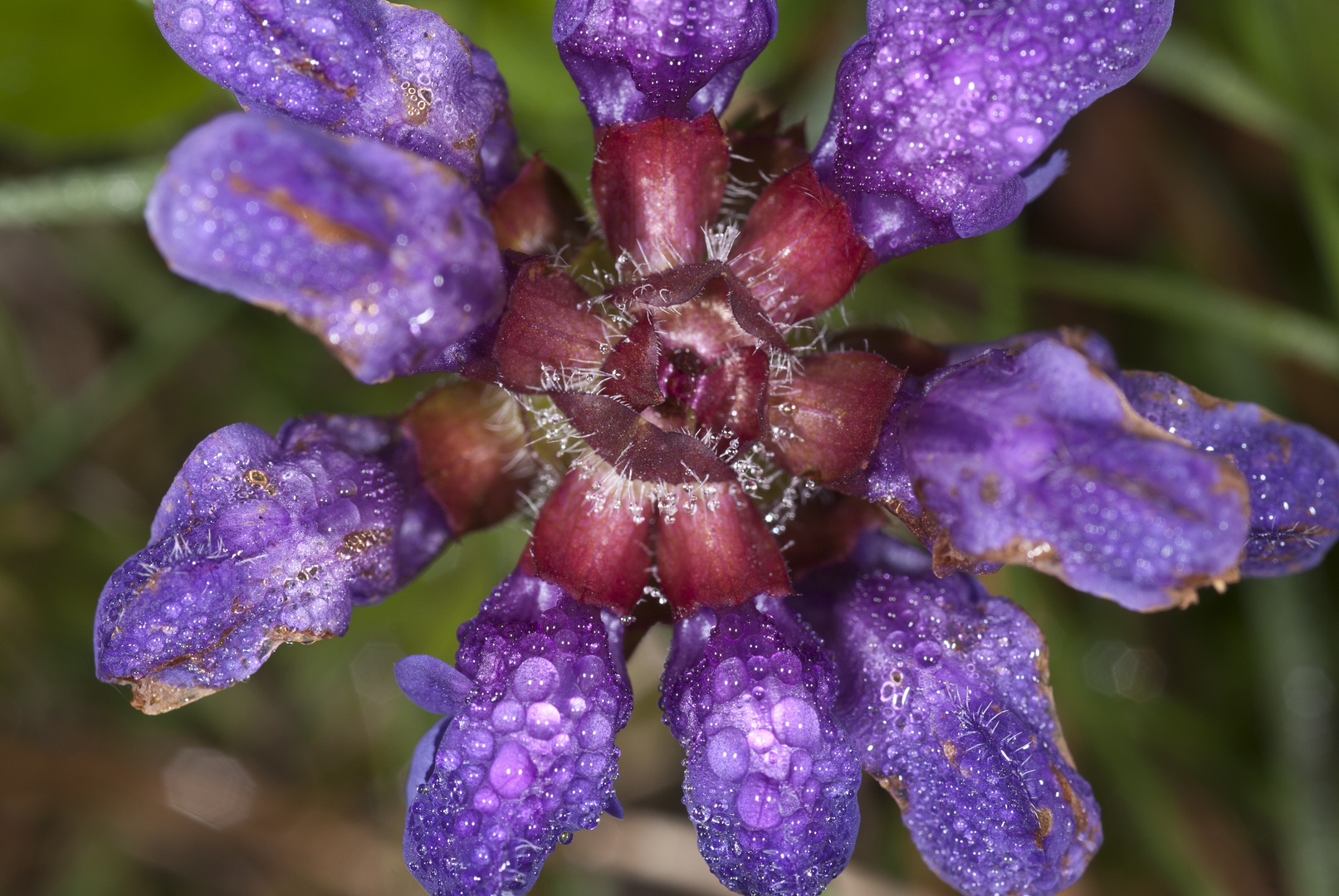 Großblütige Braunelle (Prunella grandiflora)