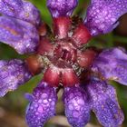 Großblütige Braunelle (Prunella grandiflora)