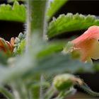 Großblütige Braunwurz (Scrophularia grandiflora)....