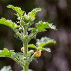 Großblütige Braunwurz (Scrophularia grandiflora)