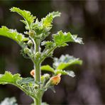 Großblütige Braunwurz (Scrophularia grandiflora)