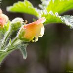 Großblütige Braunwurz (Scrophularia grandiflora).