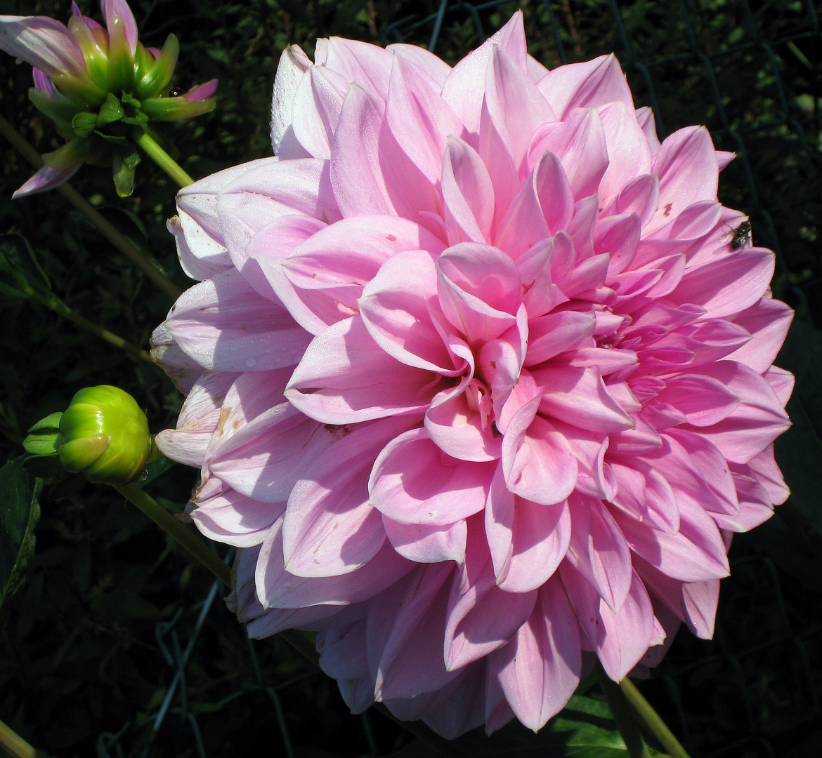 Großblütige Dahlie mit zarten Herbstspuren und Besuchsfliege ...