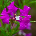 Grossblütige Godetie (Clarkia pulchella)