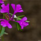 Grossblütige Godetie (Clarkia pulchella).