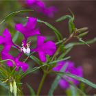 Grossblütige Godetie (Clarkia pulchella)