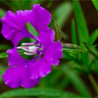 Grossblütige Godetie (Clarkia pulchella)