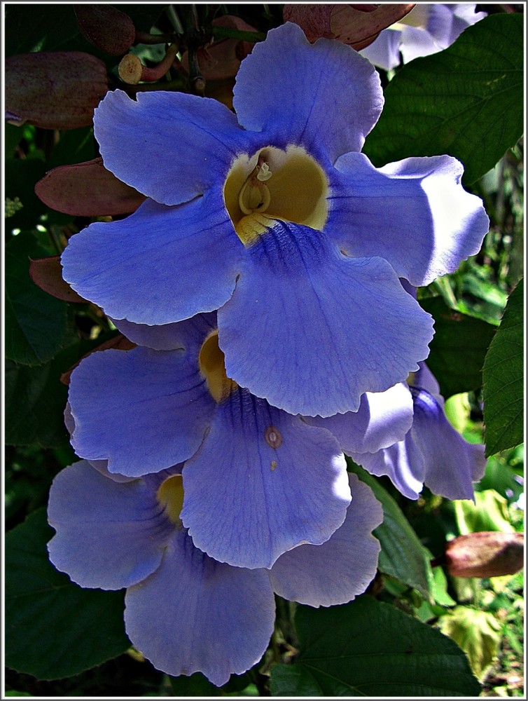 Großblütige Himmelsblume (Thunbergia Grandiflora)