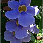 Großblütige Himmelsblume (Thunbergia Grandiflora)