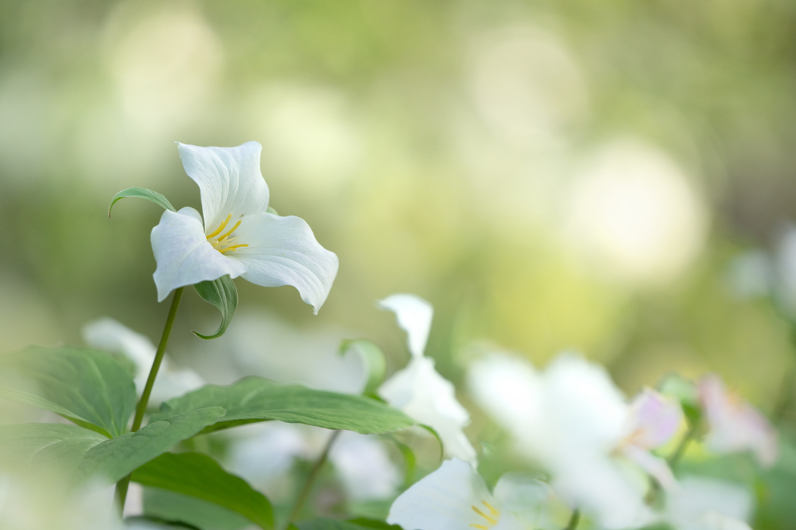 Großblütige Waldlilie