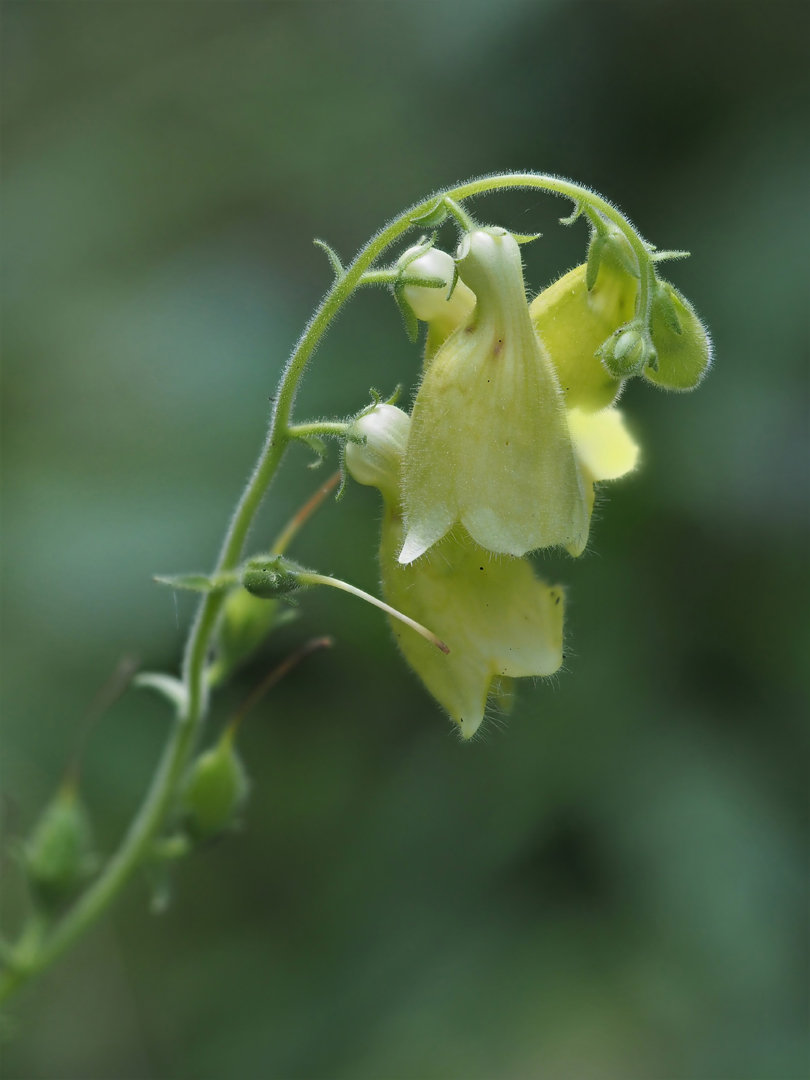  Großblütiger Fingerhut  (Digitalis grandiflora)