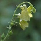  Großblütiger Fingerhut  (Digitalis grandiflora)