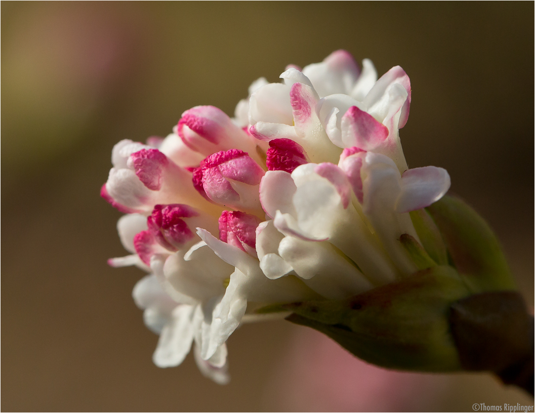 Großblütiger Schneeball (Viburum grandiflorum).