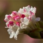 Großblütiger Schneeball (Viburum grandiflorum).