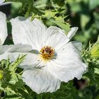 Großblütiger Stachelmohn