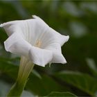 Großblütiger Stechapfel (Datura innoxia)