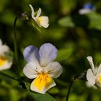 Großblütiges Acker-Stiefmütterchen