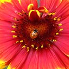 Großblumige Kokardenblume & kleiner Marienkäfer 