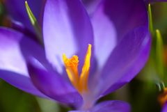 Großblumiger Blauer Gartenkrokus