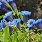 Großblumiger Frühlingsenzian...Gentiana acaulis...