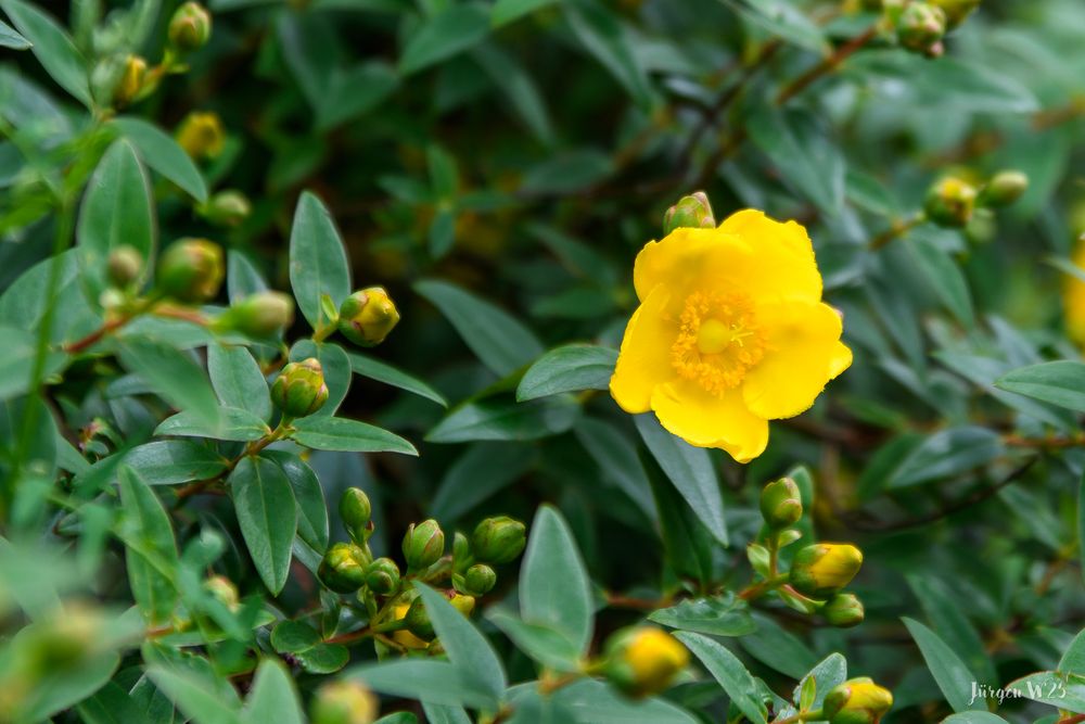 Großblumiges Johanneskraut (Hypericum Hidcote)