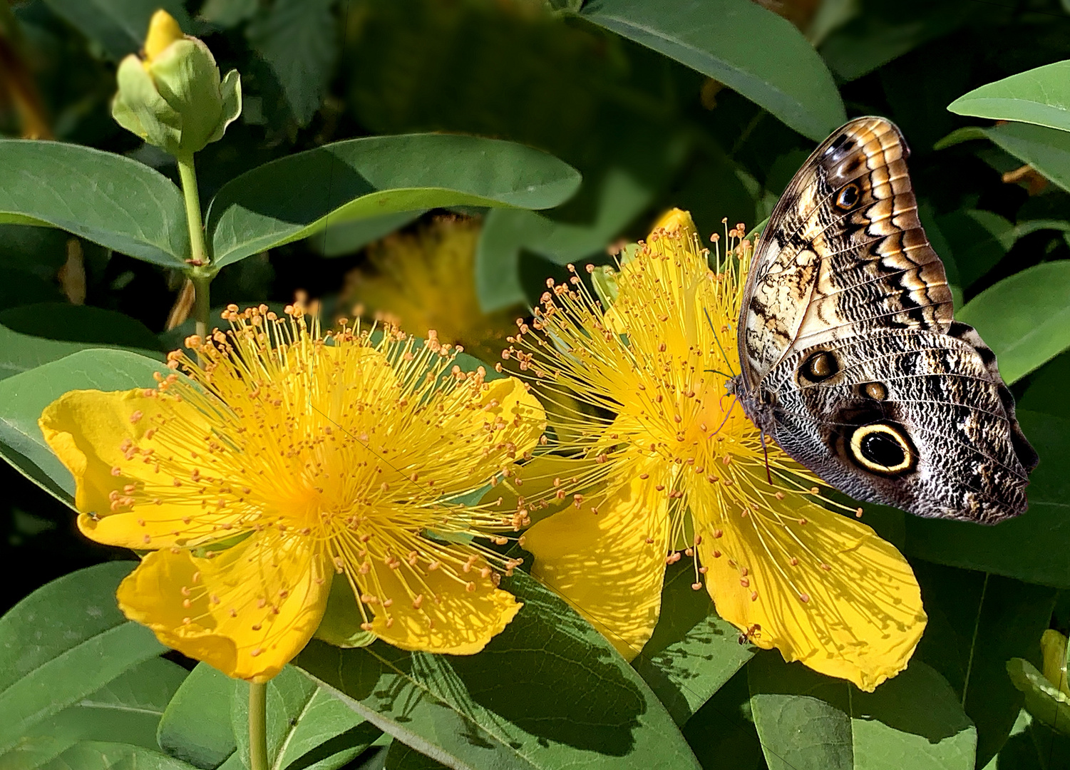 großblumiges Johanniskraut (Hypericum patulum ) mit Falter